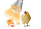 Tavuk Çiftliği Suya Dayanıklı LED Aydınlatma Işıkları Kısılabilir 9W